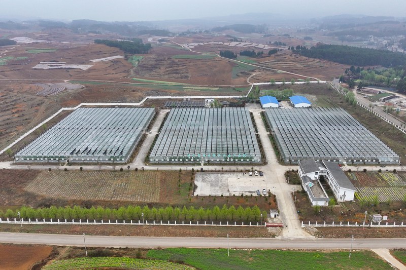 3月11日，航拍威寧江楠育苗中心大棚。