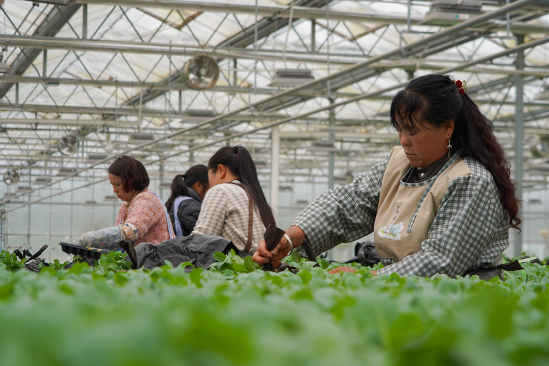 3月11日,在威寧江楠育苗中心,務工群眾在打包待運的菜苗。