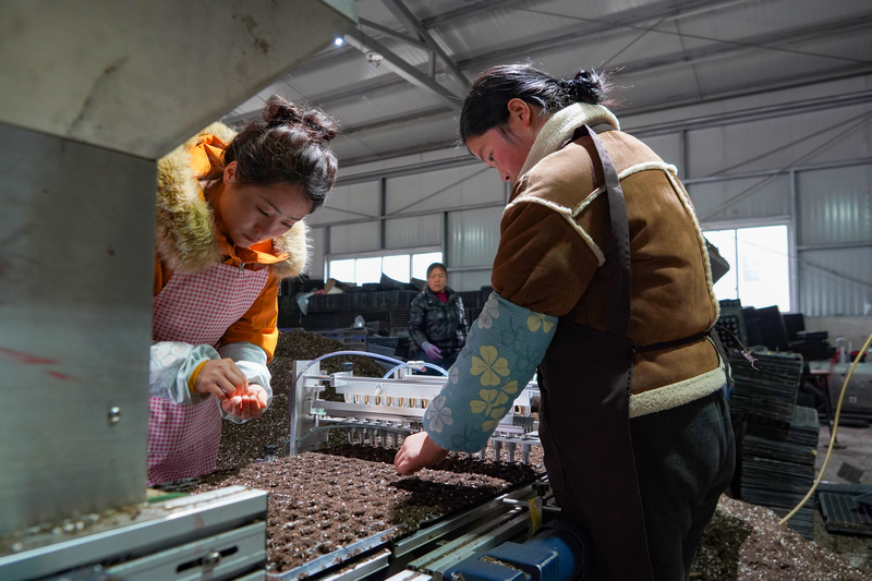 3月11日,在威寧江楠育苗中心,務工群眾在自動化一體播種機前排查漏播情況並補播。