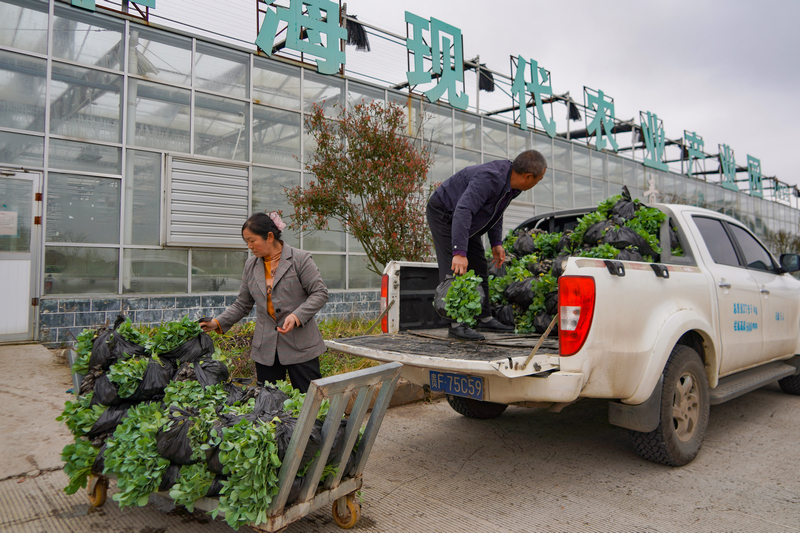 3月11日,在威寧江楠育苗中心,種植大戶在將待移栽的菜苗裝車。