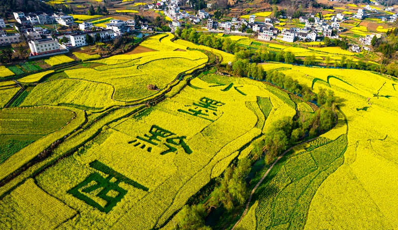 3月10日，贵州省黔西市洪水镇解放村油菜花田园。