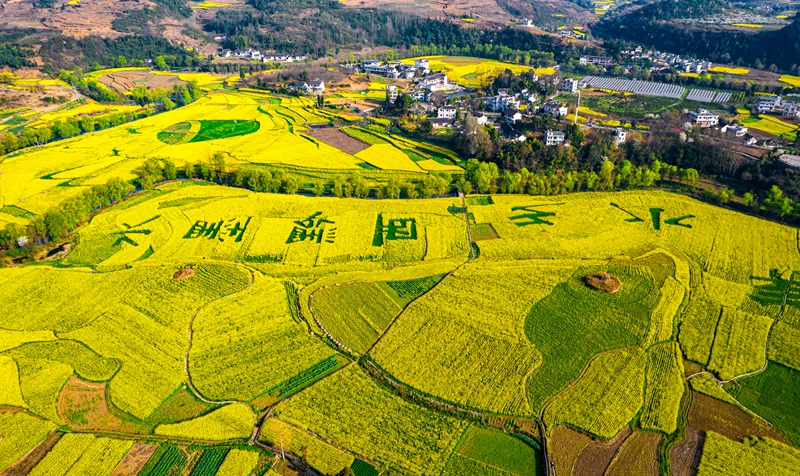 3月10日，贵州省黔西市洪水镇解放村油菜花田园。