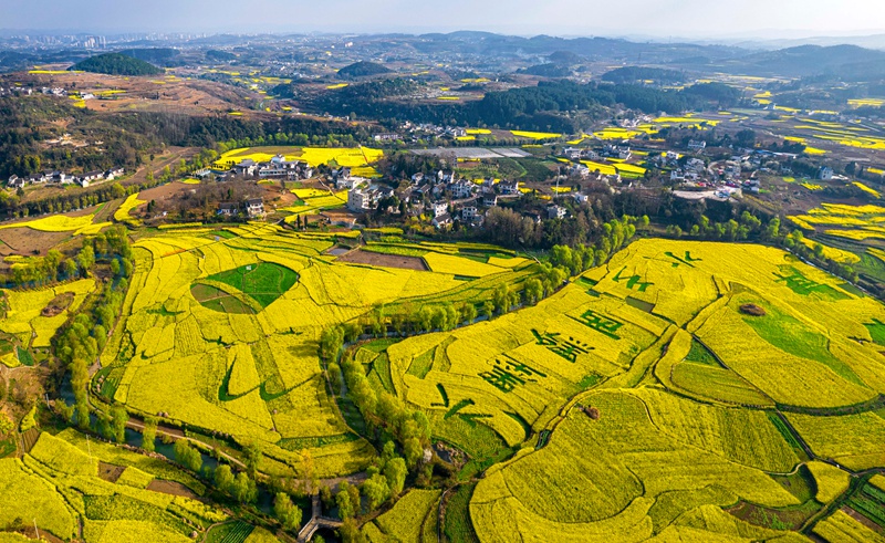 3月10日，贵州省黔西市洪水镇解放村油菜花田园。
