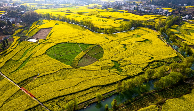 3月10日，贵州省黔西市洪水镇解放村油菜花田园。