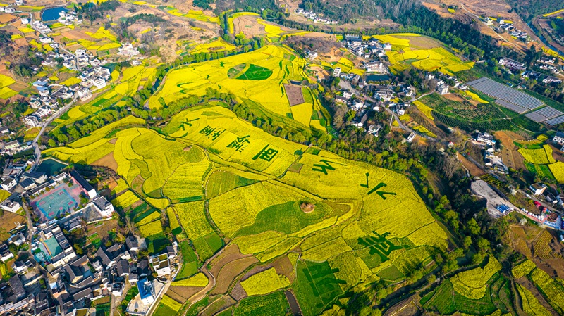3月10日，贵州省黔西市洪水镇解放村油菜花田园。