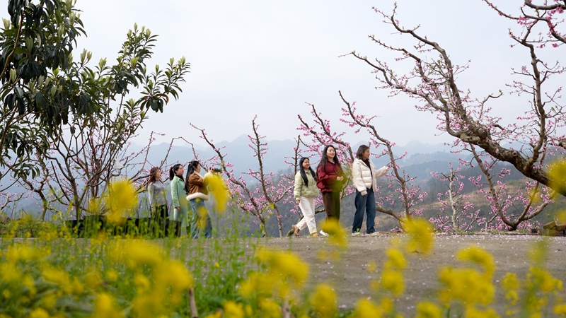 2026年3月10日，貴州省納雍縣董地鄉黎明村萬株桃花悄然進入最佳觀賞期，粉霞漫卷山崗，花瓣隨風搖曳，隨手一拍都是春日大片。謝健鋒攝