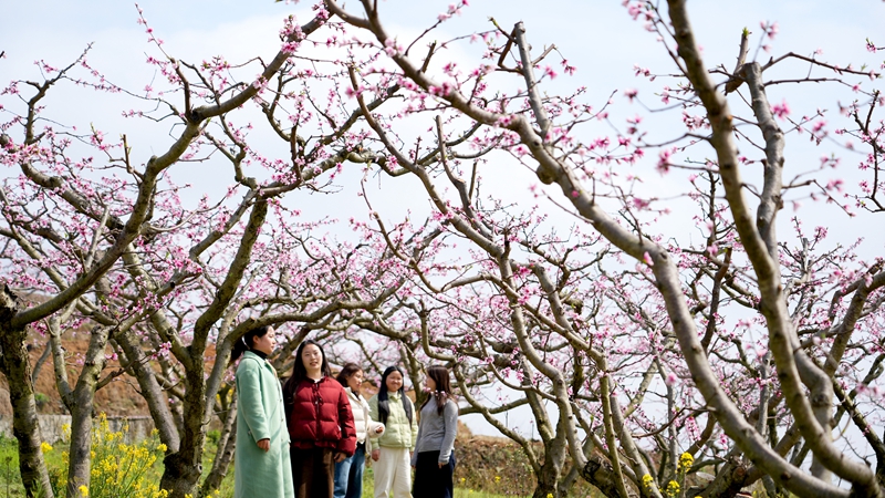 2026年3月10日，貴州省納雍縣董地鄉黎明村萬株桃花悄然進入最佳觀賞期，粉霞漫卷山崗，花瓣隨風搖曳，隨手一拍都是春日大片。謝健鋒攝