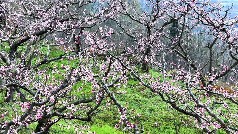2026年3月10日,貴州省納雍縣董地鄉黎明村萬株桃花悄然進入最佳觀賞期,粉霞漫卷山崗,花瓣隨風搖曳,隨手一拍都是春日大片。謝健鋒攝