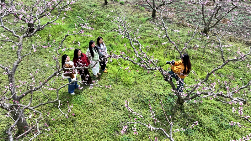 2026年3月10日，貴州省納雍縣董地鄉黎明村萬株桃花悄然進入最佳觀賞期，粉霞漫卷山崗，花瓣隨風搖曳，隨手一拍都是春日大片。謝健鋒攝