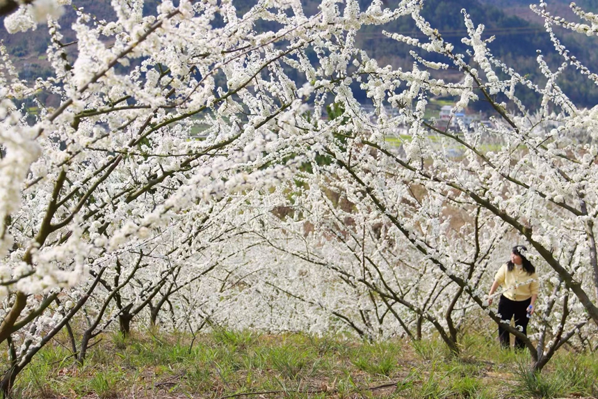独山朵罗村1600亩李花进入最佳观赏期。