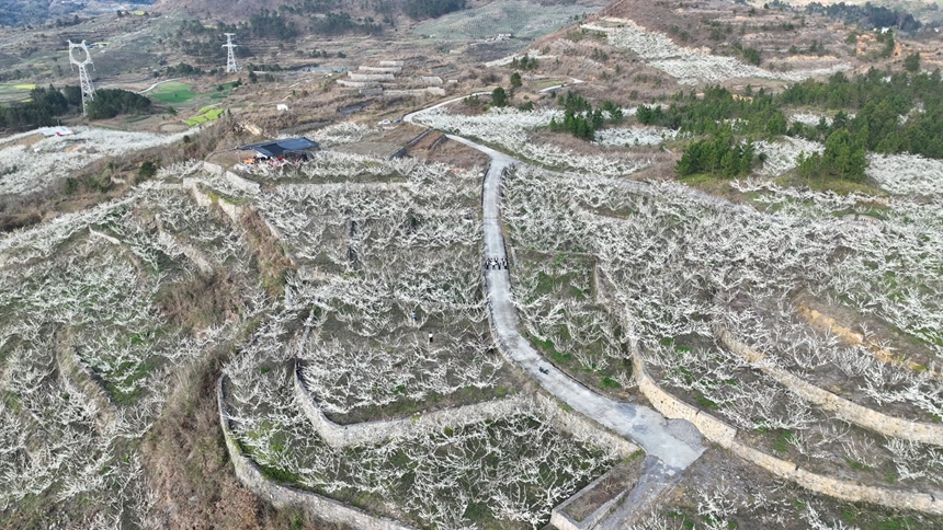 独山朵罗村1600亩李花进入最佳观赏期。