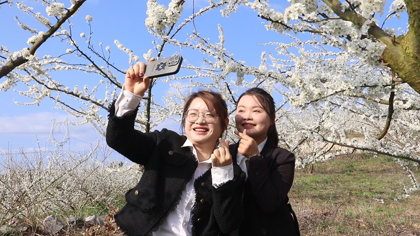 独山朵罗村1600亩李花进入最佳观赏期。