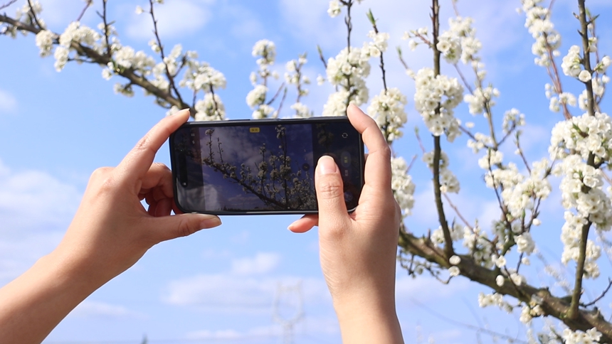 独山朵罗村1600亩李花进入最佳观赏期。