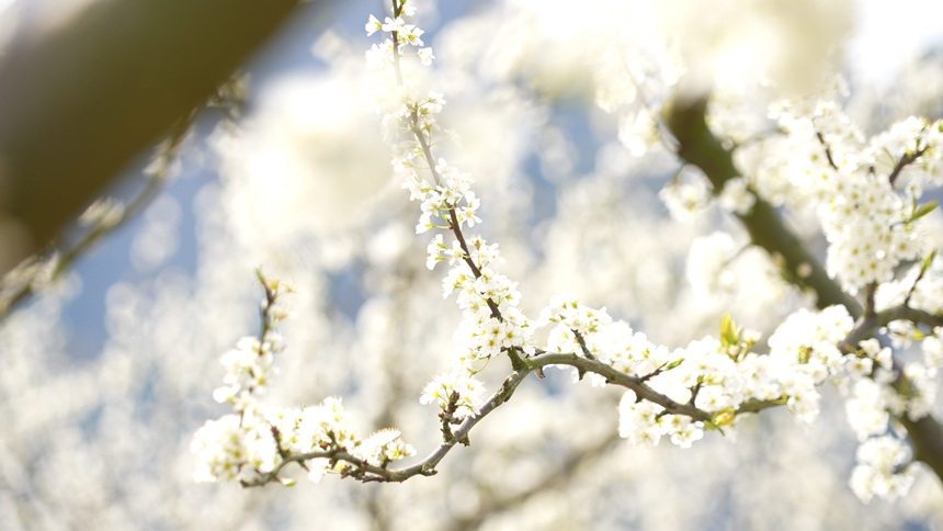 独山朵罗村1600亩李花进入最佳观赏期。