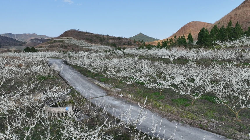 独山朵罗村1600亩李花进入最佳观赏期。