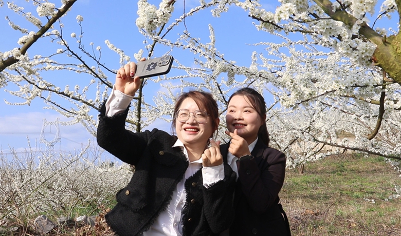 共赴纯白花海之约！独山朵罗村1600亩李花进入最佳观赏期