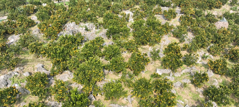 后山鎮幸福村椪柑林。 彭垚 攝