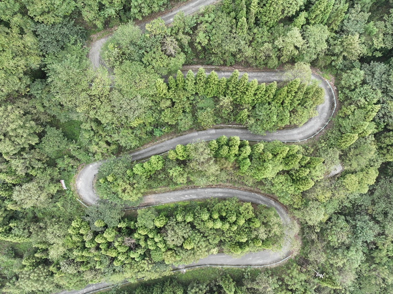 金沙縣石場鄉國儲林種植基地。 胡鳳至  攝.jpg