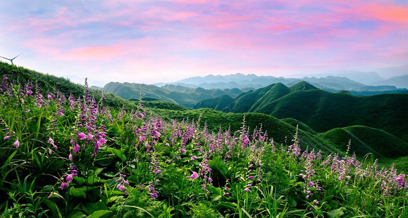 金沙玉簪花雲海景區。  陳科國.jpg