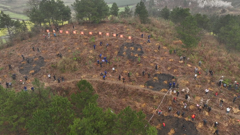 植樹現場。 吳艷禹 攝