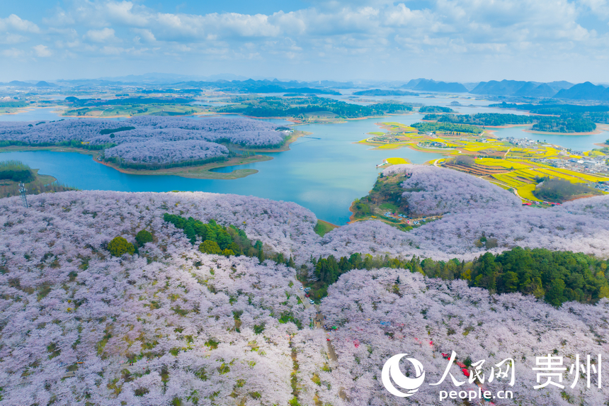 航拍贵安万亩樱花园。人民网 阳茜摄