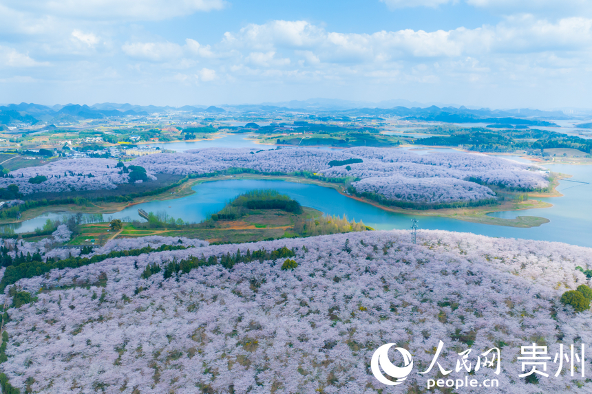 航拍贵安万亩樱花园。人民网 阳茜摄