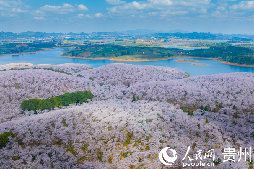 航拍贵安万亩樱花园。人民网 阳茜摄