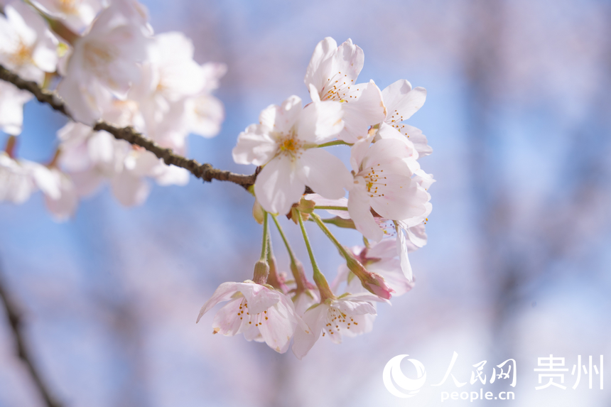 娇艳欲滴的樱花绽放在枝头。人民网 阳茜摄