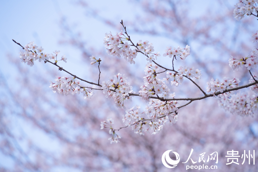 娇艳欲滴的樱花绽放在枝头。人民网 阳茜摄