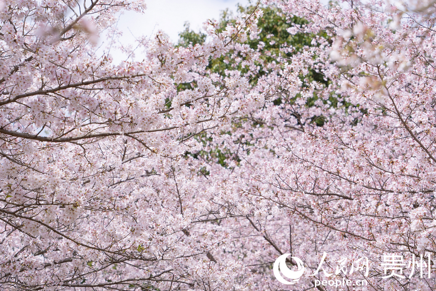 万亩樱花迎来最美花季。人民网 阳茜摄