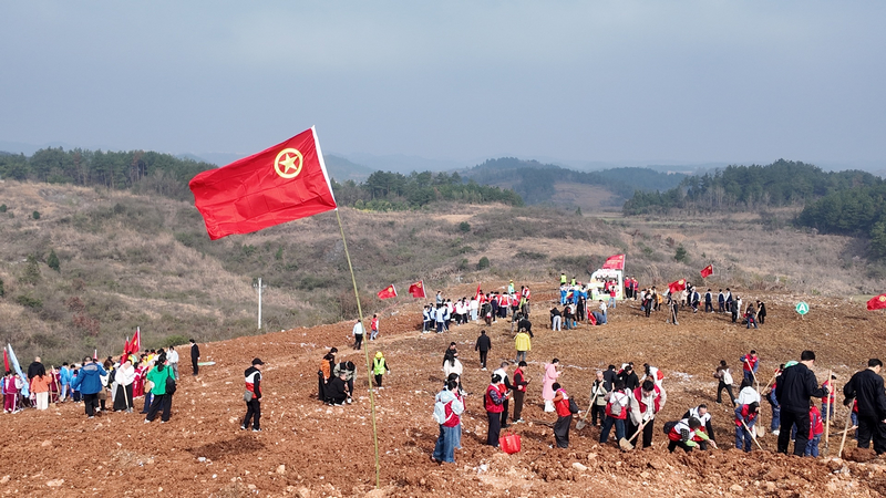 碧江區滑石鄉滑石村植樹現場。朱子立攝