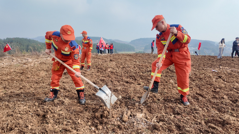 銅仁消防員現場種植蜂糖李樹苗。朱子立攝