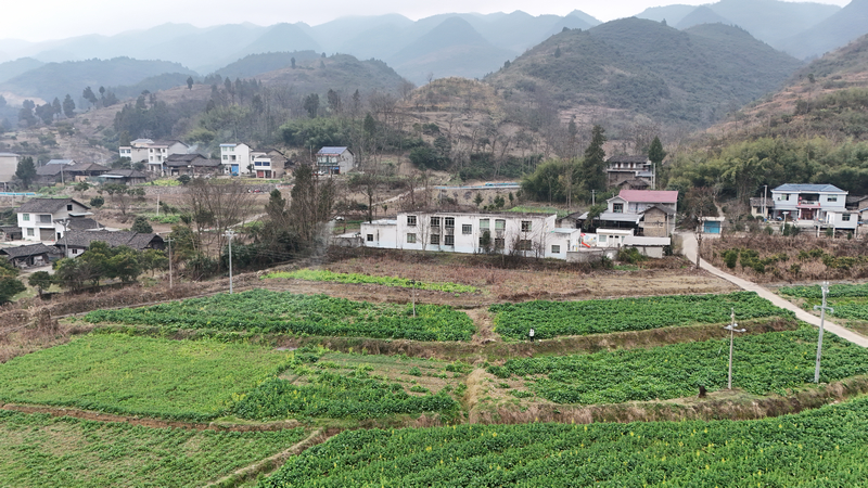 贵州石阡：油菜春管正当时 农技下乡助力粮油丰收。