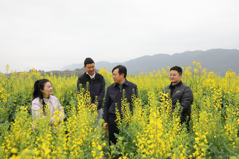 贵州石阡：油菜春管正当时 农技下乡助力粮油丰收。