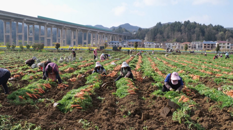 胡萝卜种植基地里一片热火朝天的收获景象。