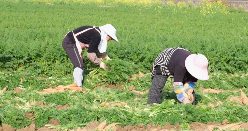 胡萝卜种植基地里一片热火朝天的收获景象。