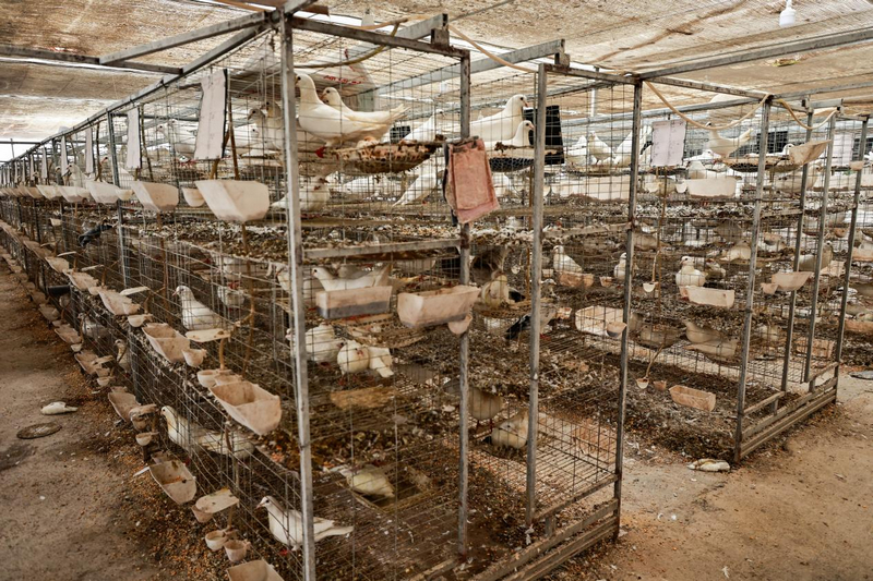 贵州印江：养鸽延链条 融合加工提质效。