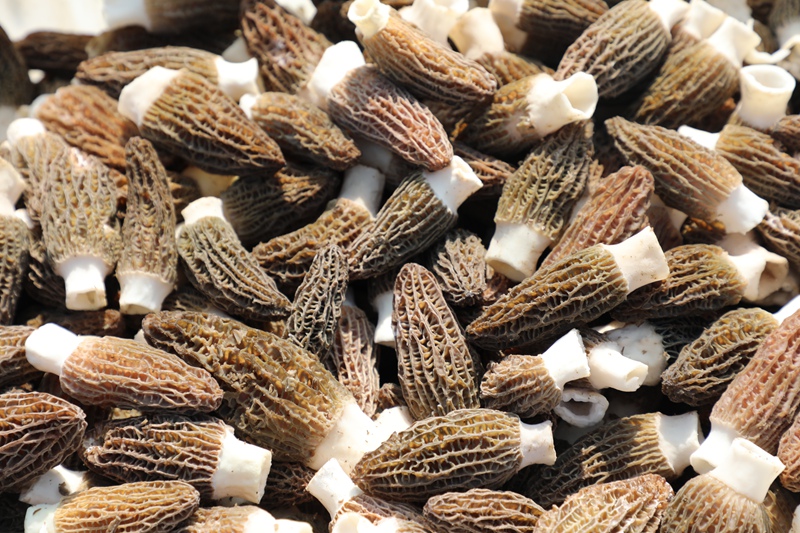 图为：现场采收的羊肚菌 (2)