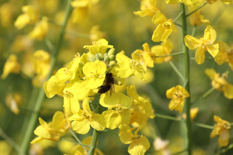 松桃麻兔村:700余亩油菜产业带动400余户群众增收致富。