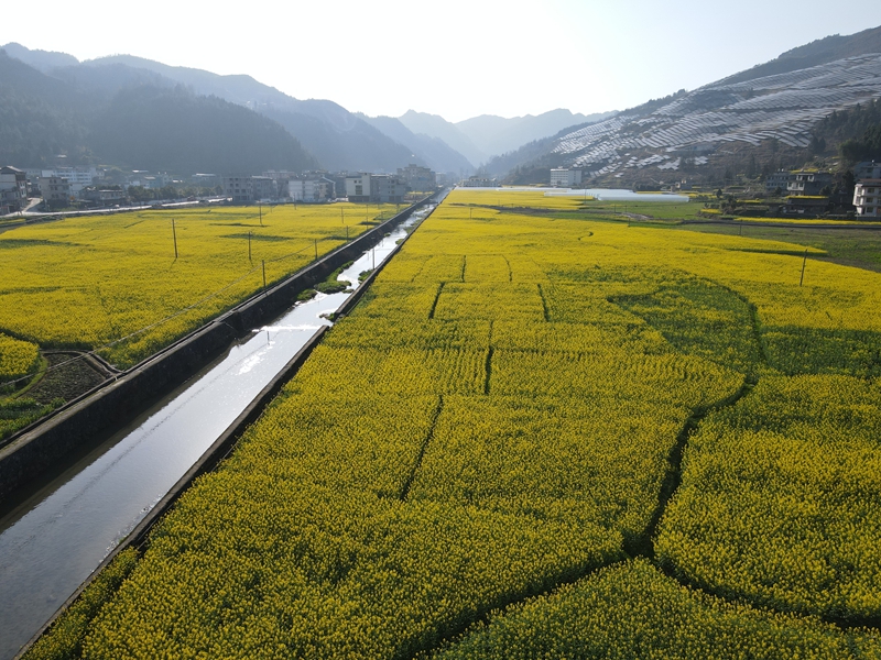 松桃麻兔村:700余亩油菜产业带动400余户群众增收致富。