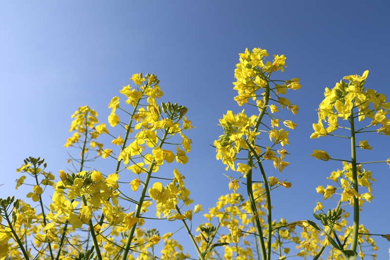 松桃麻兔村:700余亩油菜产业带动400余户群众增收致富。