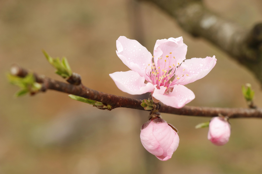 修文縣大石布依族鄉桃花開。