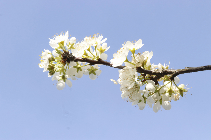 李花素雅清丽。