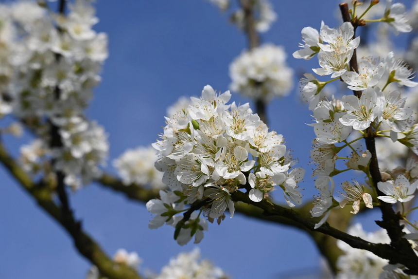 李花竞相绽放。