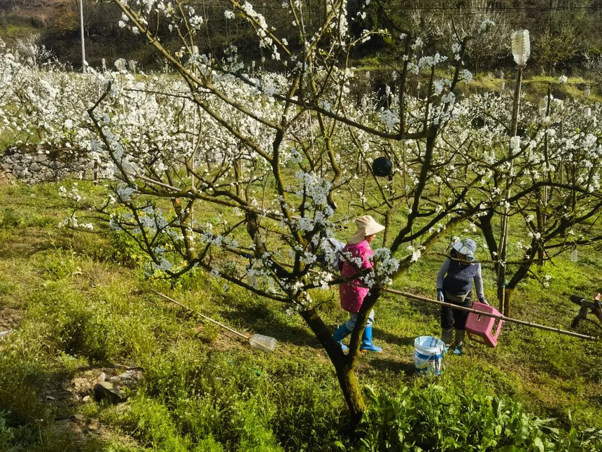 田间地头，不少乡亲趁着晴好天气在花间劳作，疏花、培土，为丰收打下基础。
