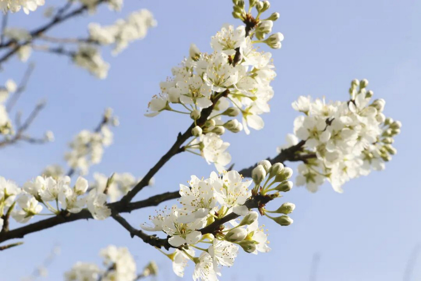 修文县大石布依族乡李花。