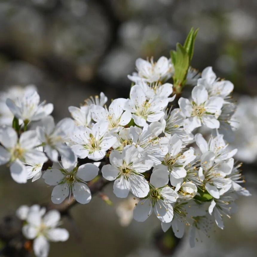 修文县大石布依族乡李花开。