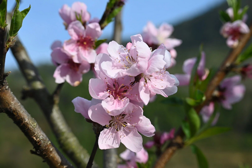 修文县大石布依族乡桃花开。