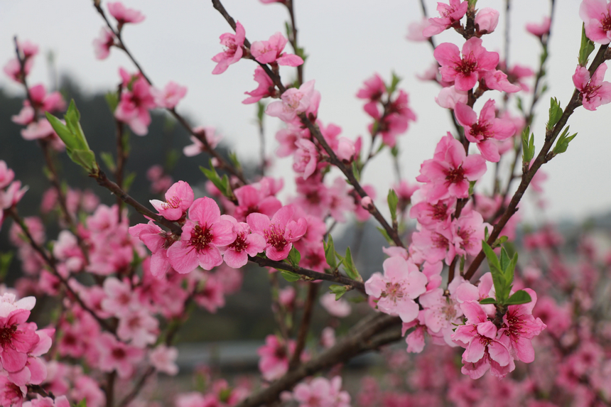 修文县大石布依族乡桃花粉霞满枝。