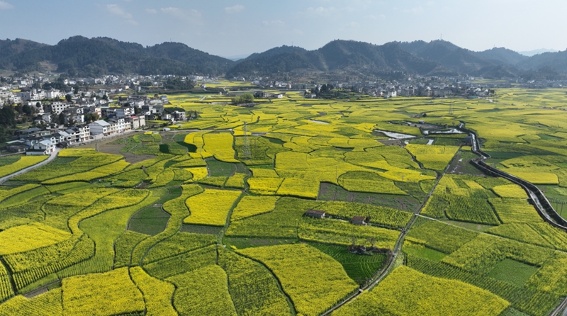 岩孔街道的萬畝油菜示范基地。 吳艷禹 攝.jpg
